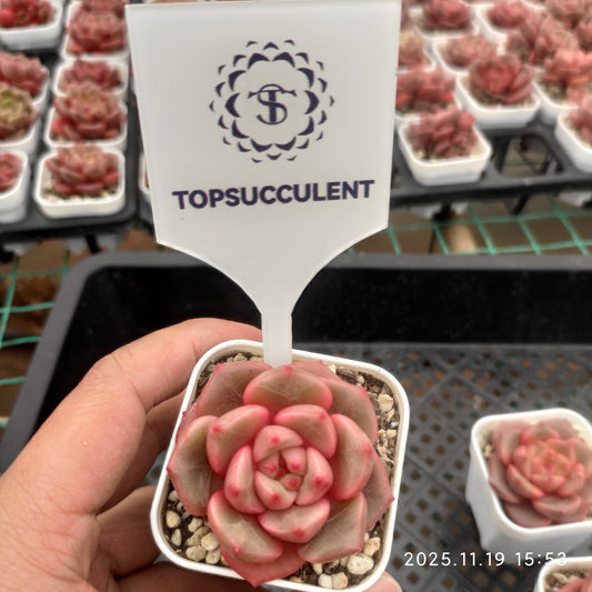 5852 Echeveria Bud (5.5cm pot size)