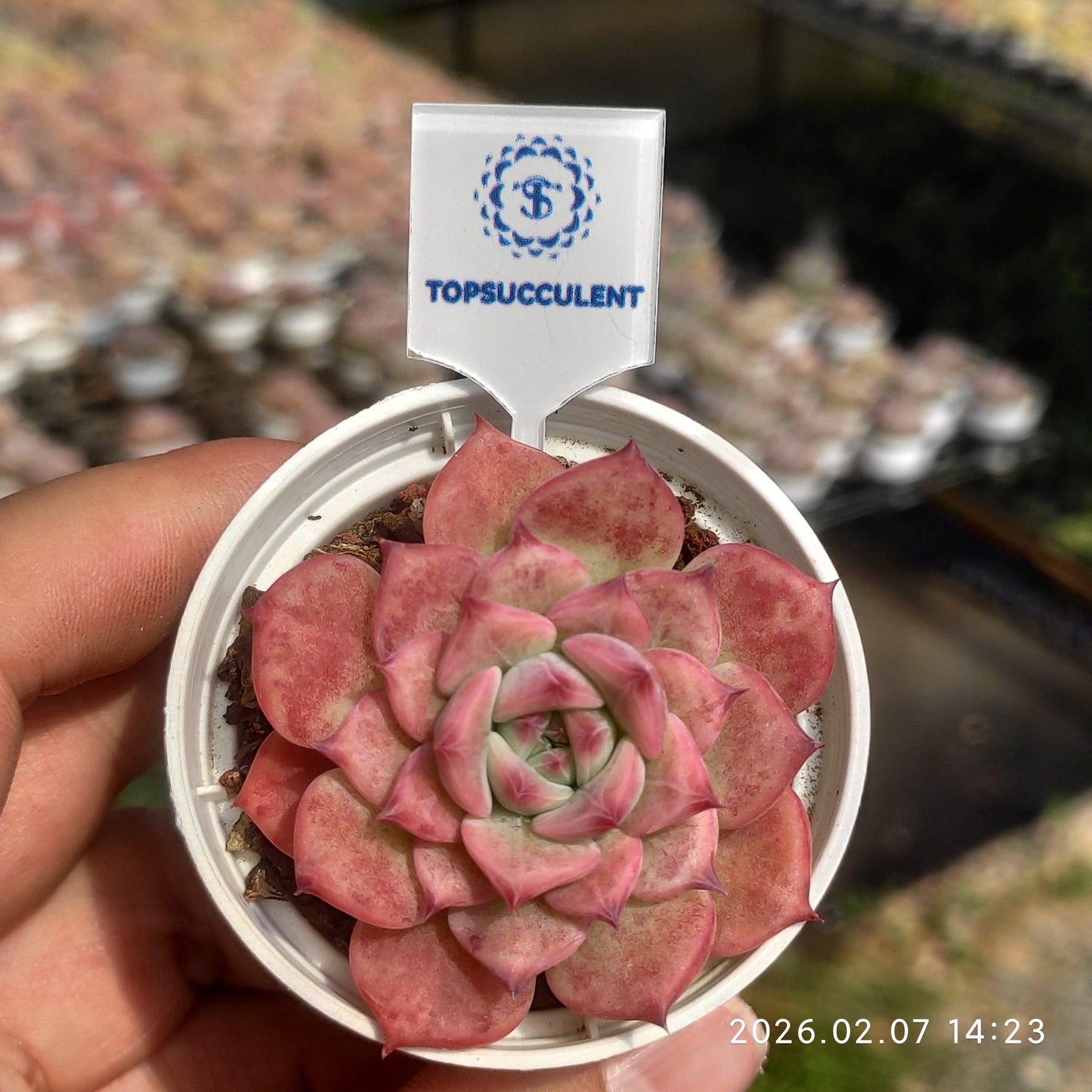 14134 Echeveria AK Maria (5.5cm pot size)