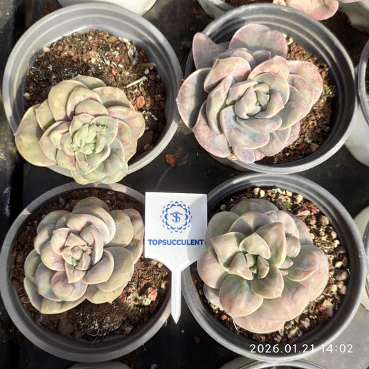 17571 Echeveria Lovely Rose Drops (9cm pot size)