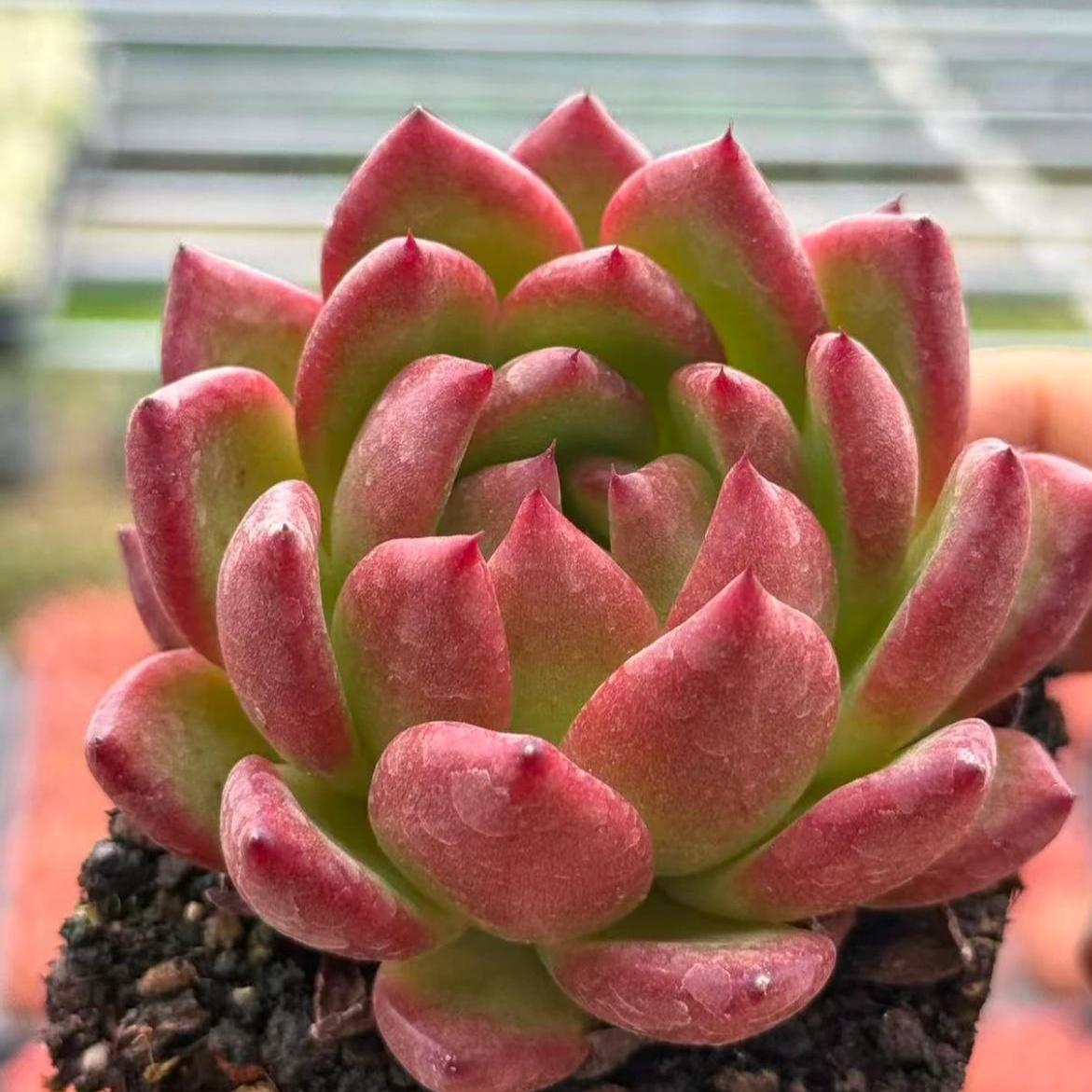 23425 Echeveria Golden Years (6cm pot size)