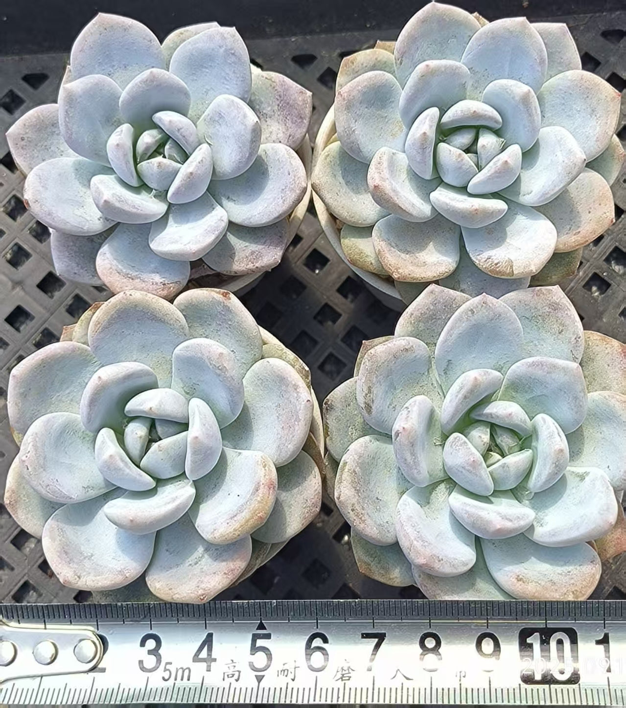 GR420 Echeveria Orange Monroe x Laui(6.5cm pot size)
