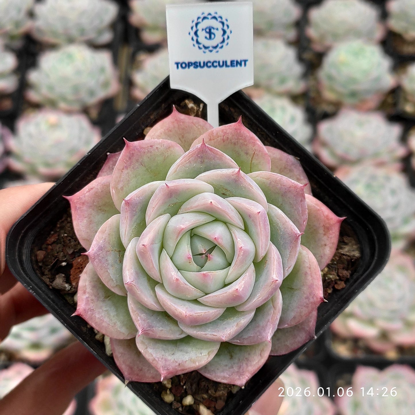 20757 Echeveria Pink Crystal Rose (7cm pot size)