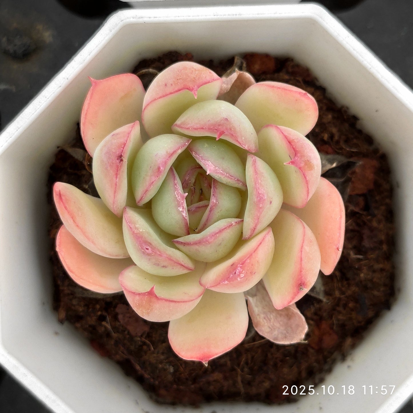 YBB053 Echeveria Strawberry Ice(7cm pot size)