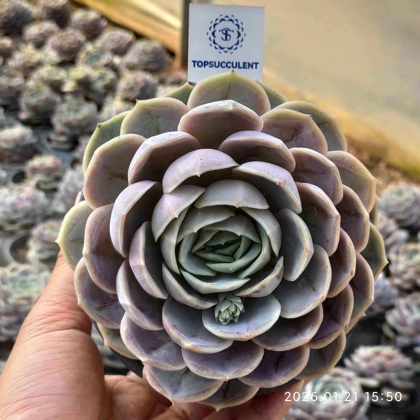 15586 Echeveria Blue Surprise (12cm pot size)