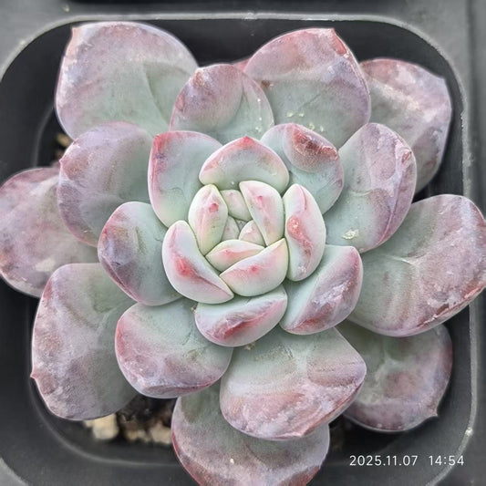 16240 Echeveria Snow Night Hyb (6.5cm pot size)