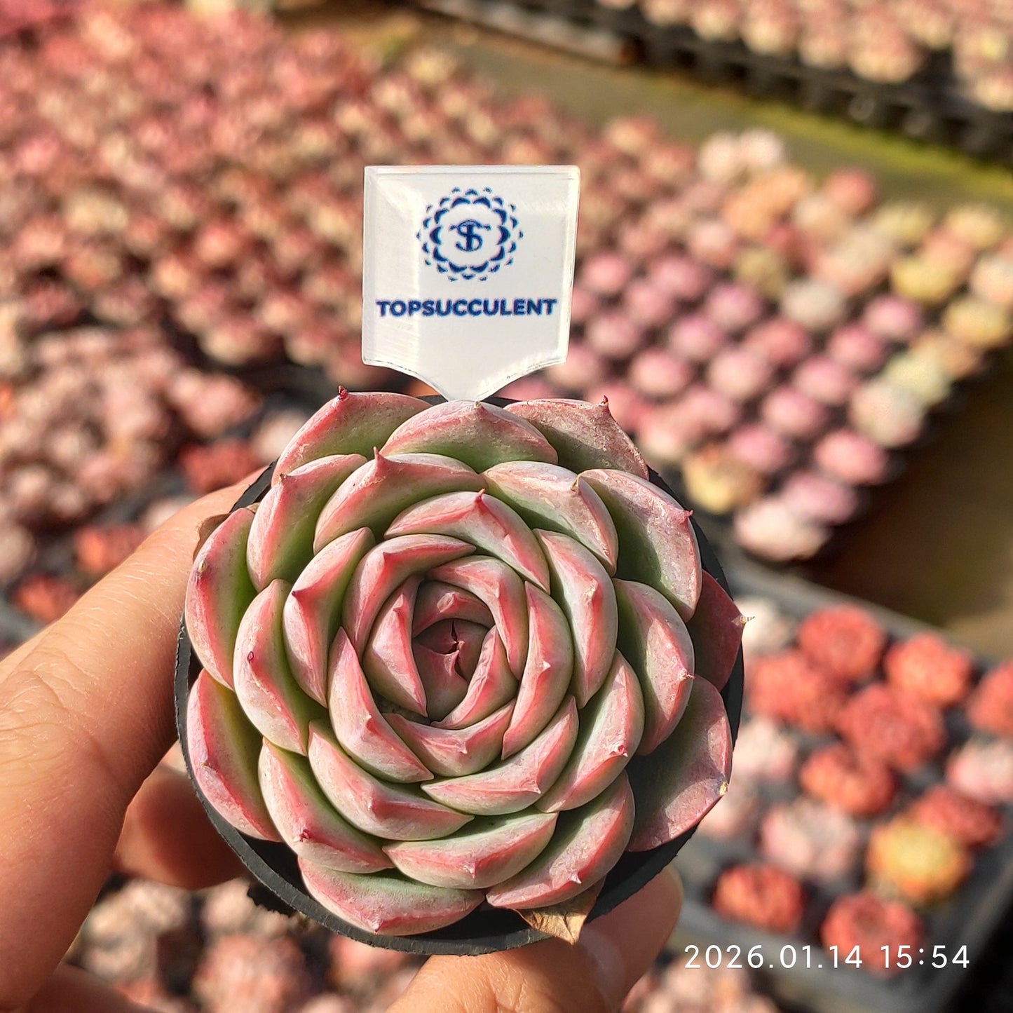 50179 Echeveria Silhouette (5.5cm pot size)