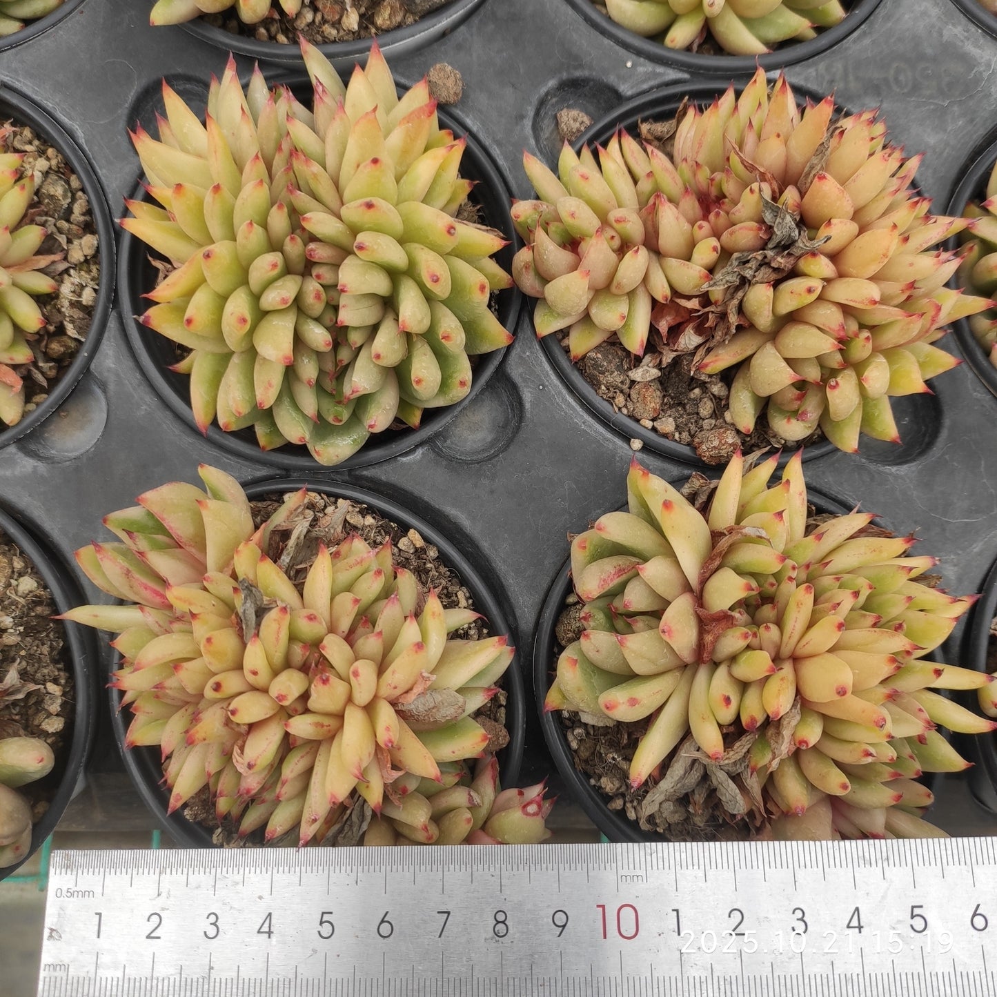 15994 Echeveria Ike Soul Variegated Cristata (9cm pot size)