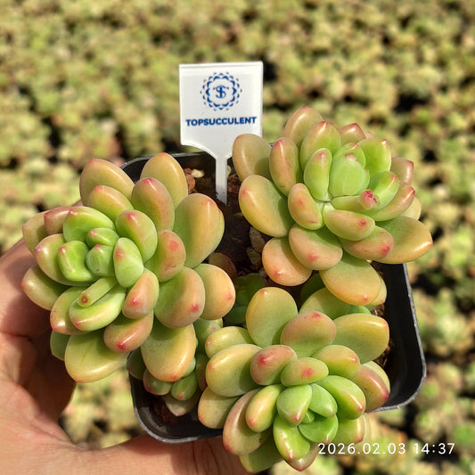 25669 Echeveria Shangri-La (6.5cm pot size)