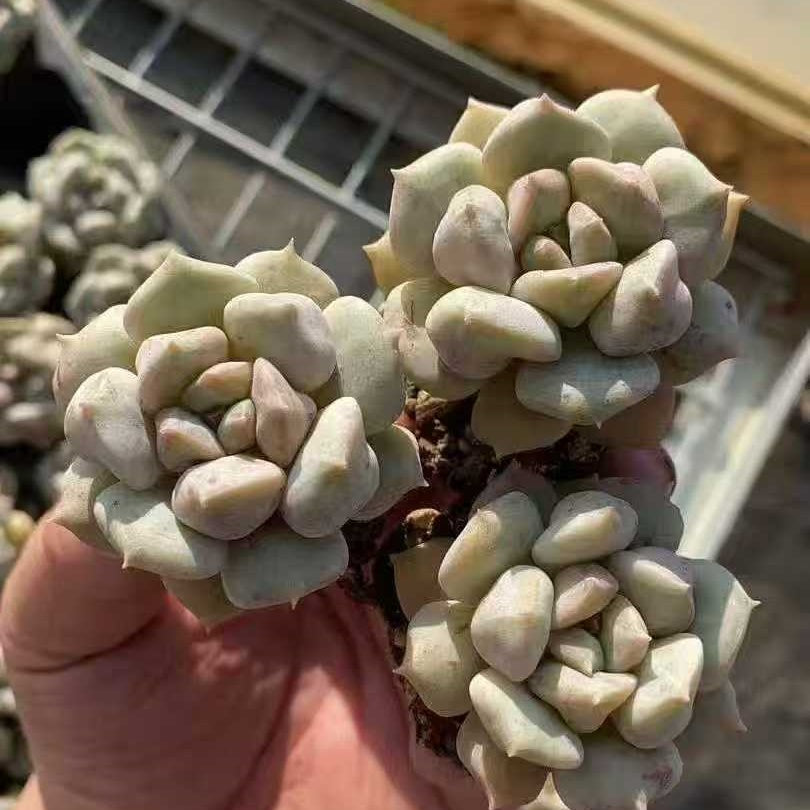 21997 Echeveria Super Milk (3cm pot size)