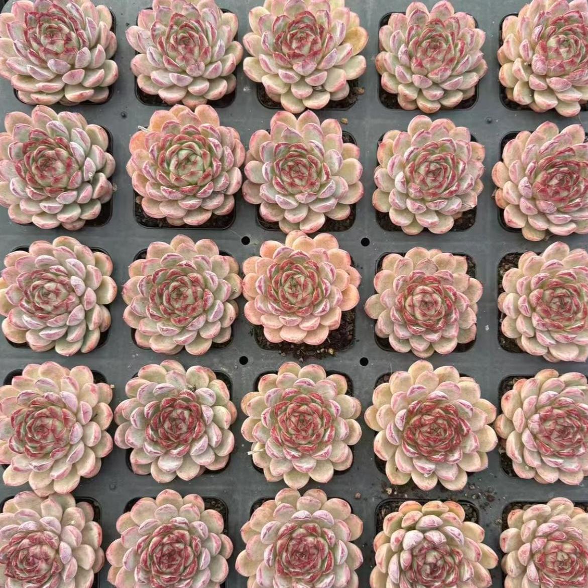 23435 Echeveria Heartless Princess (7cm pot size)