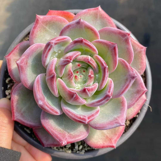 24829 Echeveria Dare Devil (12.5cm pot size)