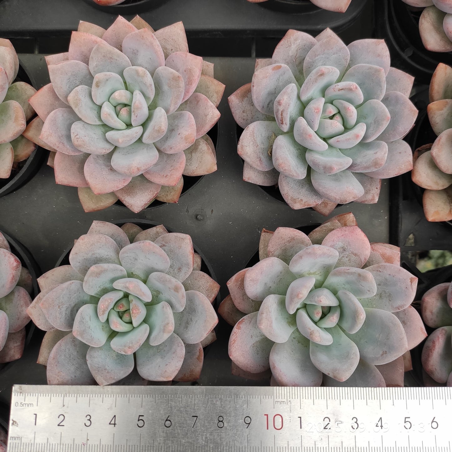 MMT783 Echeveria OP Ice Green(9cm pot size)
