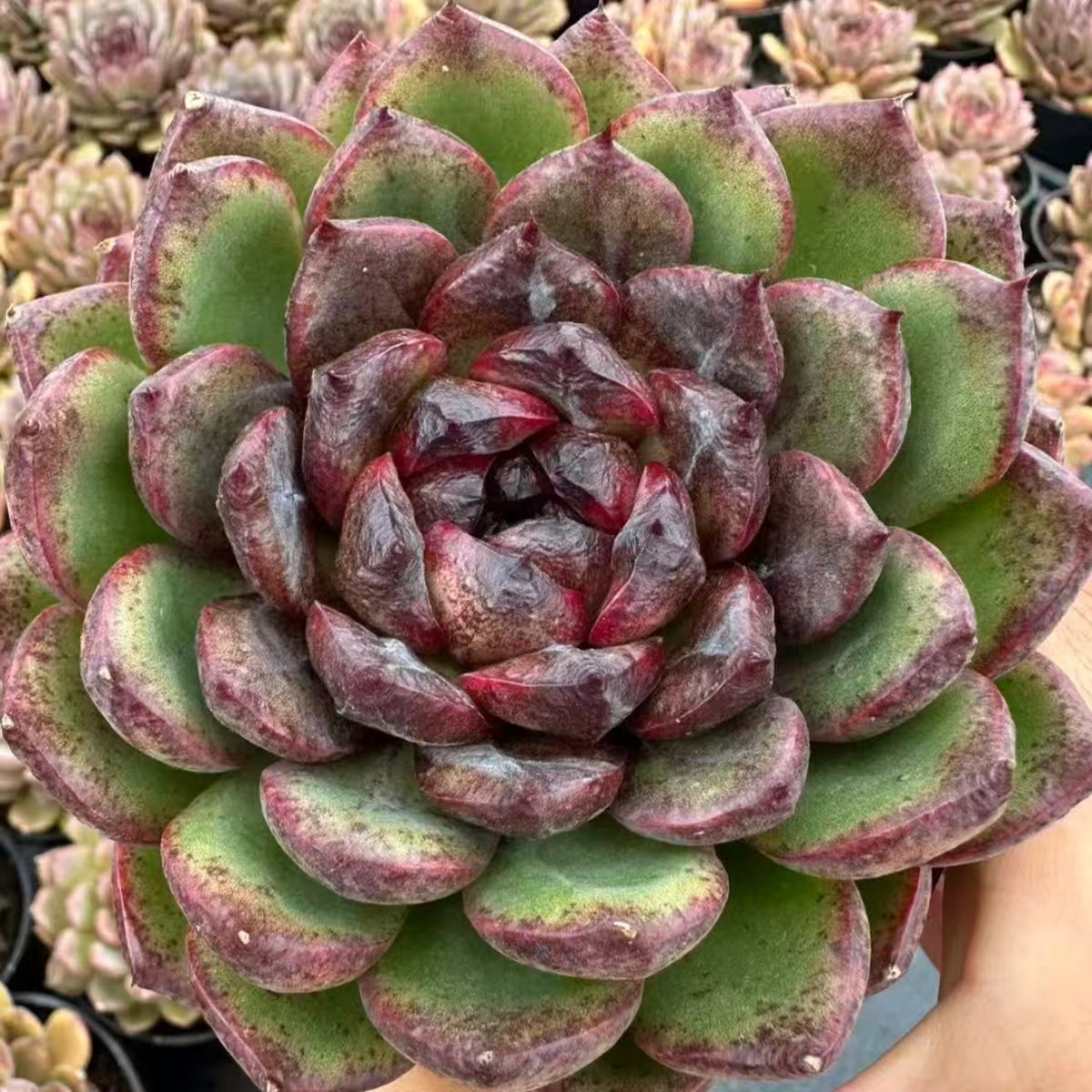 QNY159 Echeveria Candy Chocolate(10cm pot size)