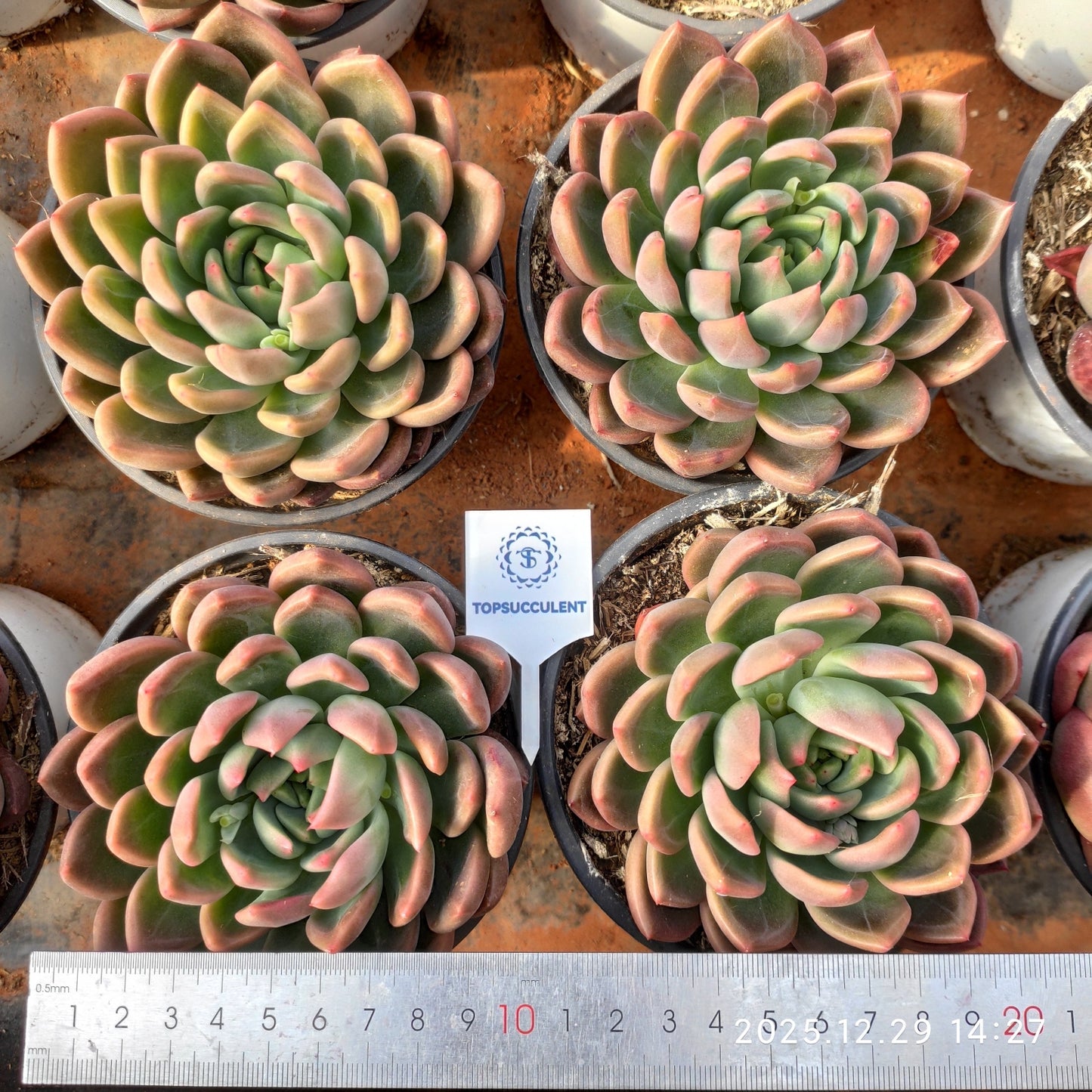 24082 Echeveria Ice Heart Beauty (12cm pot size)