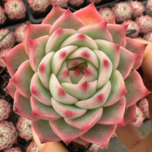 23427 Echeveria Jade Stamen (7cm pot size)