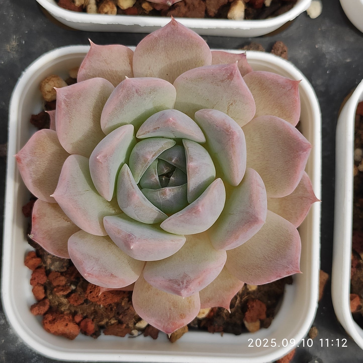 HG019 Echeveria Malgan x Madonna(7cm pot size)