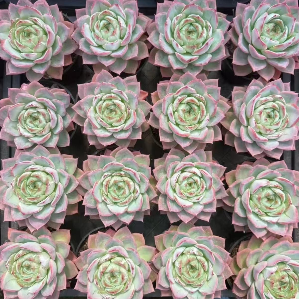 QNY192 Echeveria Ink Ice(10cm pot size)