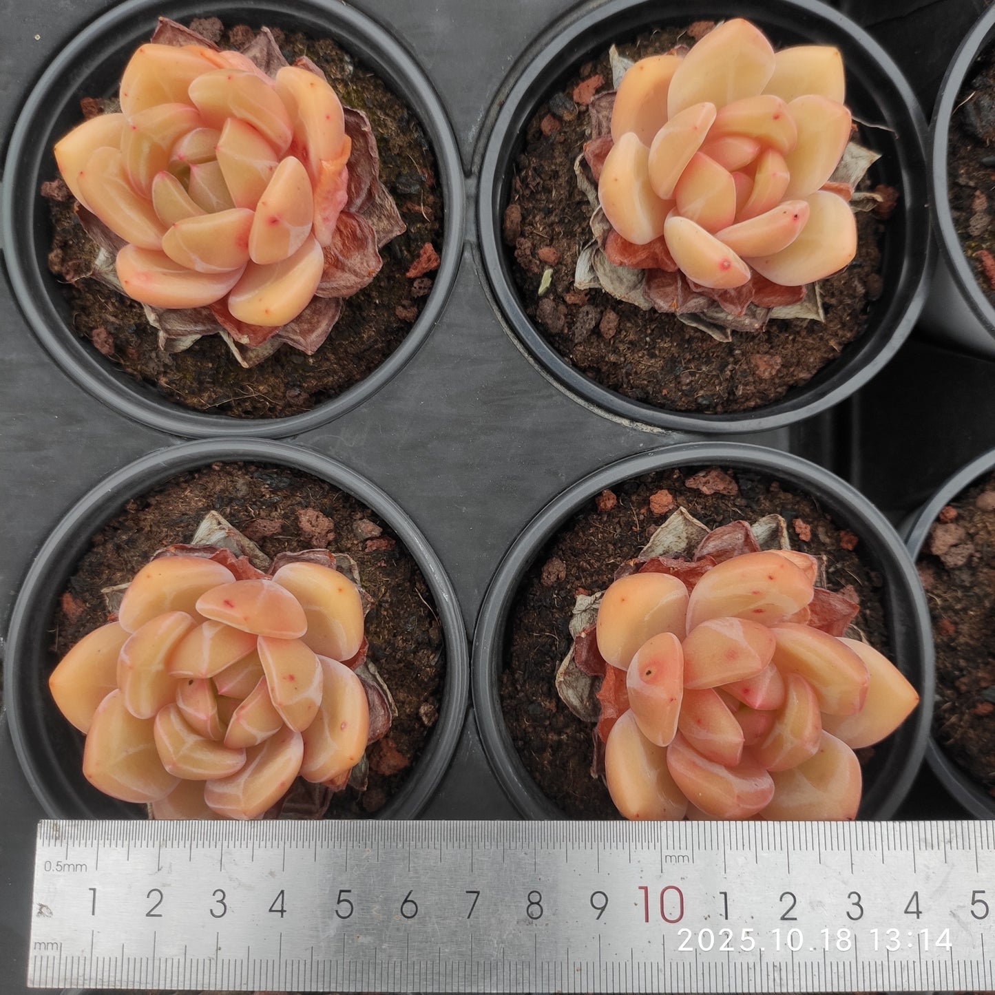 YBB279 Echeveria Champagne(9cm pot size)