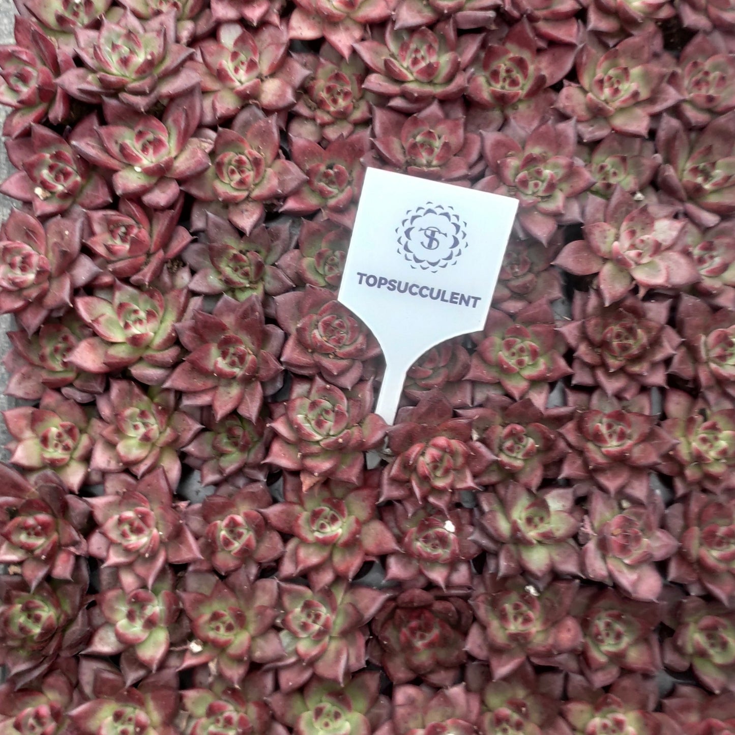 15774 Echeveria Aquarias (3cm pot size)