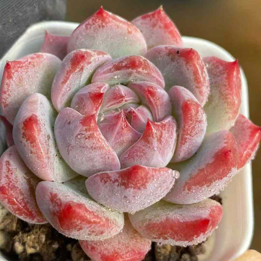 22735 Echeveria Monroe Hyb (5.5cm pot size)