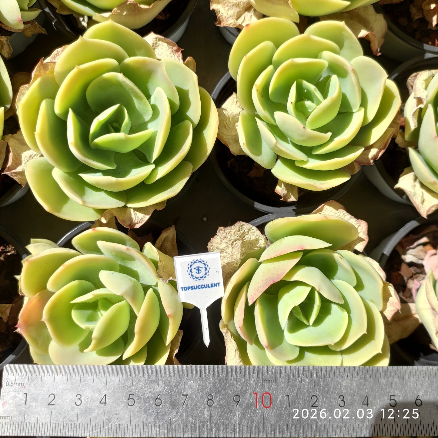 25635 Echeveria Peach Pride (9cm pot size)