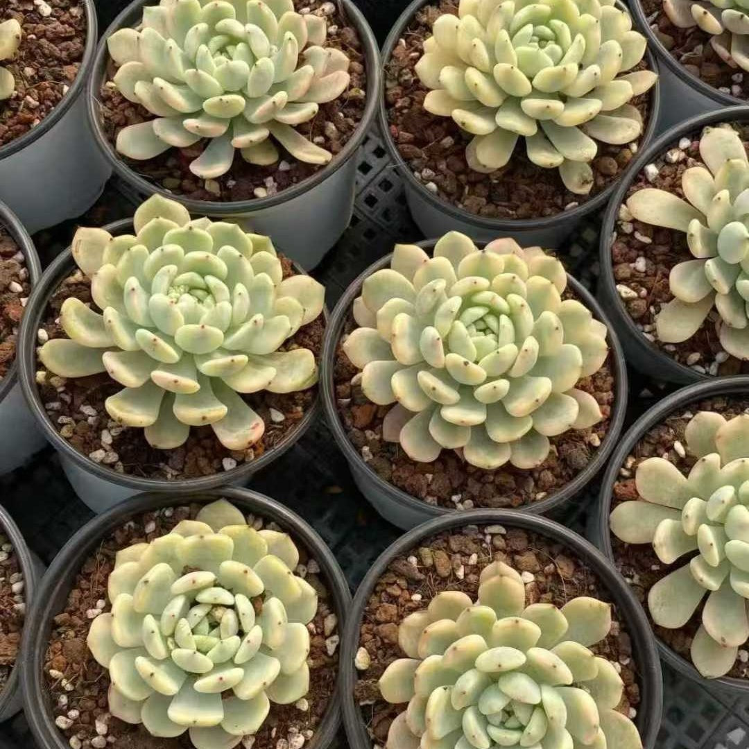 24853 Echeveria Beyonte Variegated (9cm pot size)