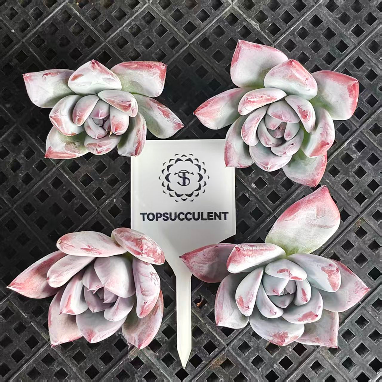 22404 Echeveria Black Sabbath (5cm pot size)