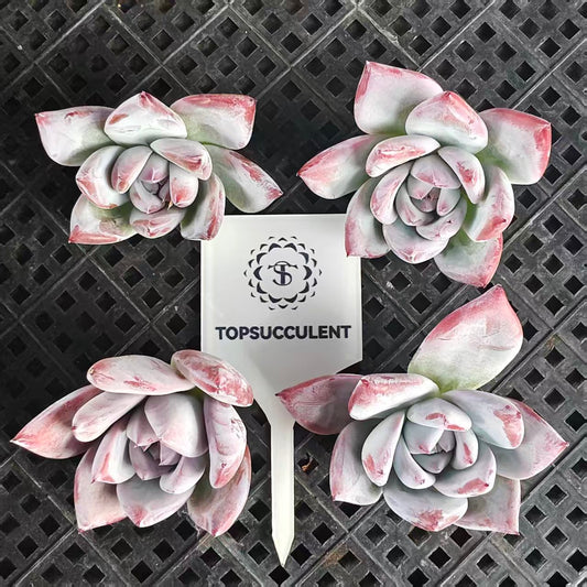 22404 Echeveria Black Sabbath (5cm pot size)