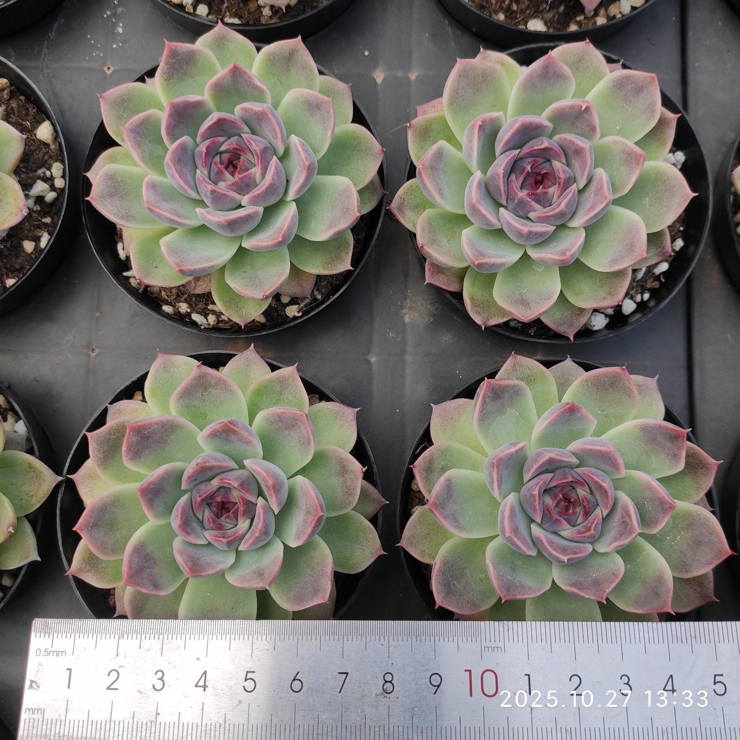 21802 Echeveria Black Queen Hyb (9cm pot size)