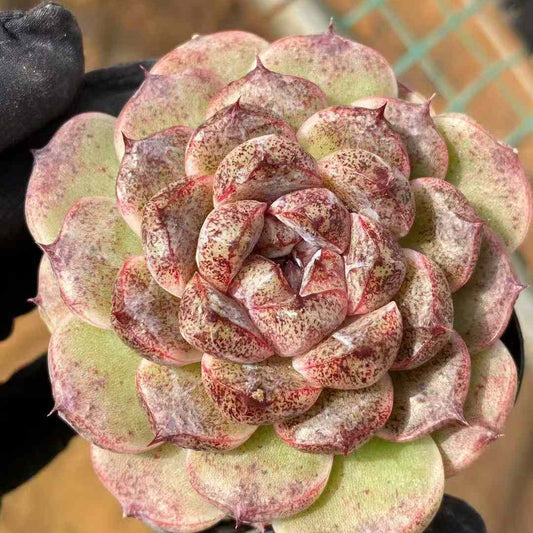 14495 Echeveria Black Beach (6.3cm pot size)
