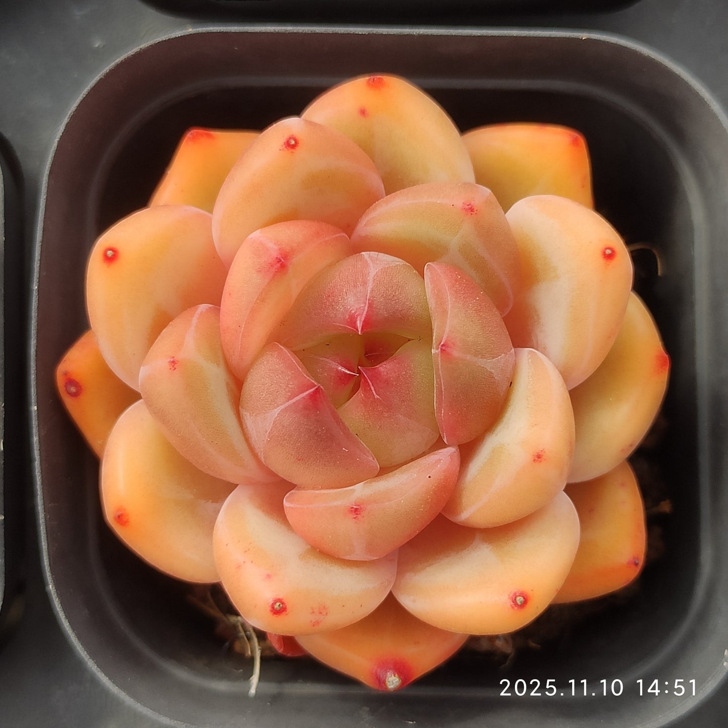 80530 Echeveria Charlotte (6.5cm pot size)
