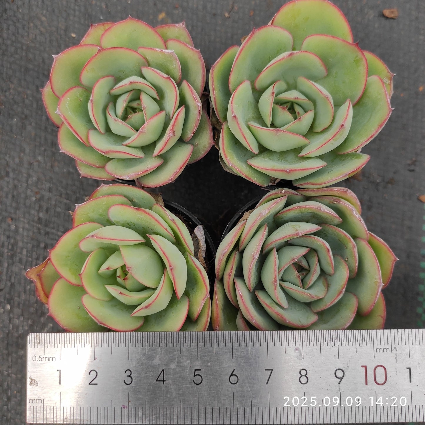 MMT458 Echeveria Modan Jeong(5.5cm pot size)