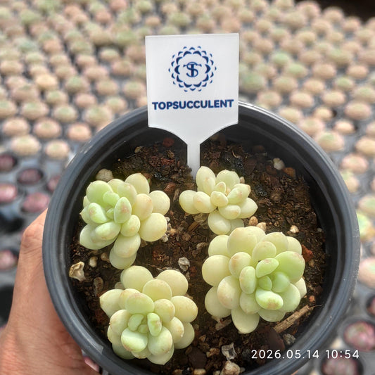 360489 Echeveria Sunshine Rose (9cm pot size)