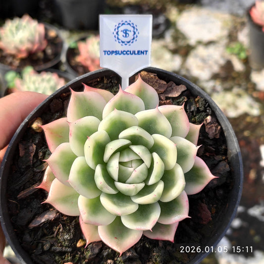 21201 Echeveria Butterfly Variegated (10cm pot size)