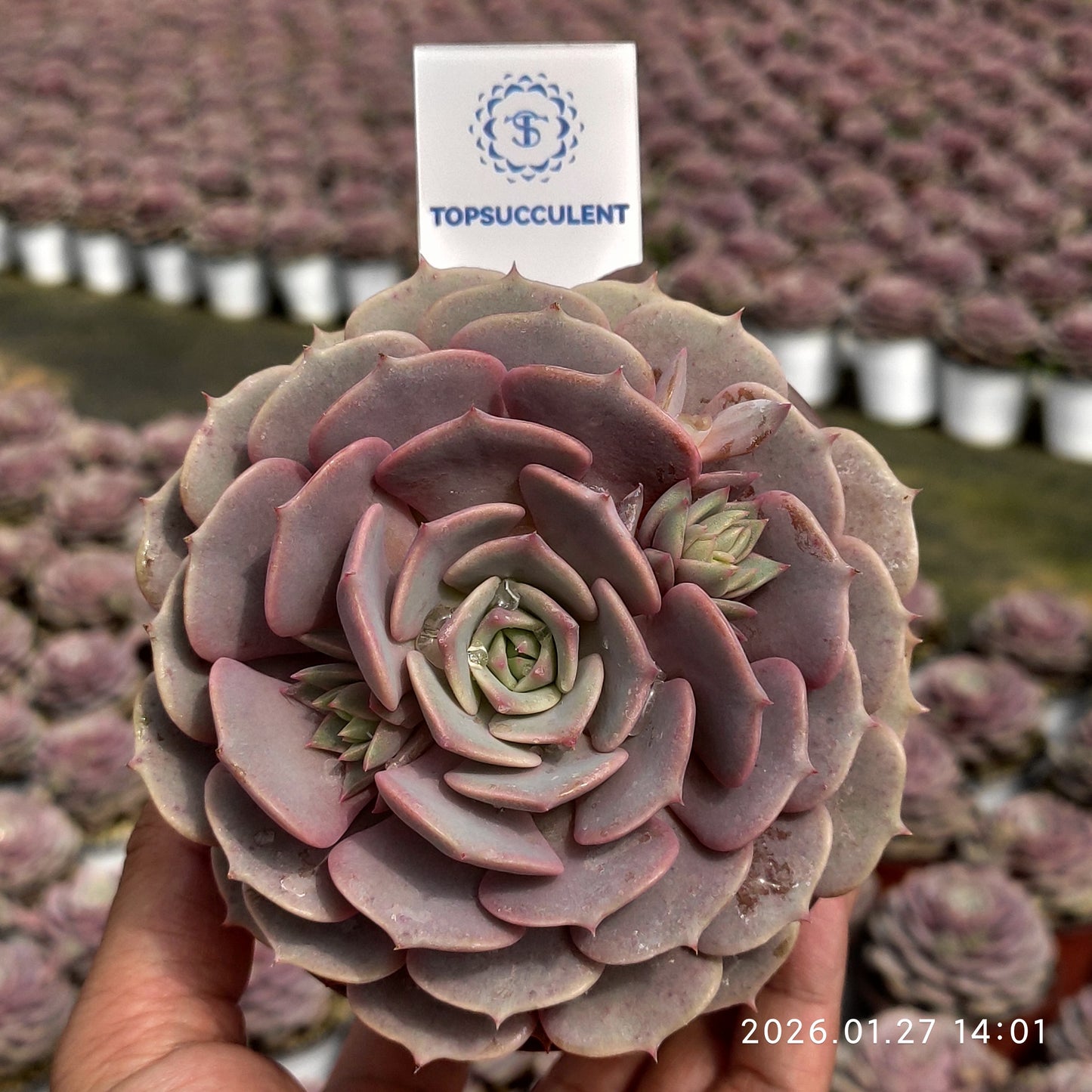 18834 Echeveria Pink Butterfly (11cm pot size)