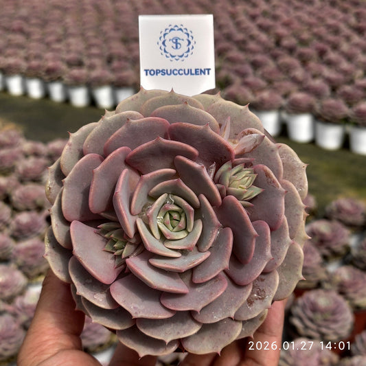 18834 Echeveria Pink Butterfly (11cm pot size)