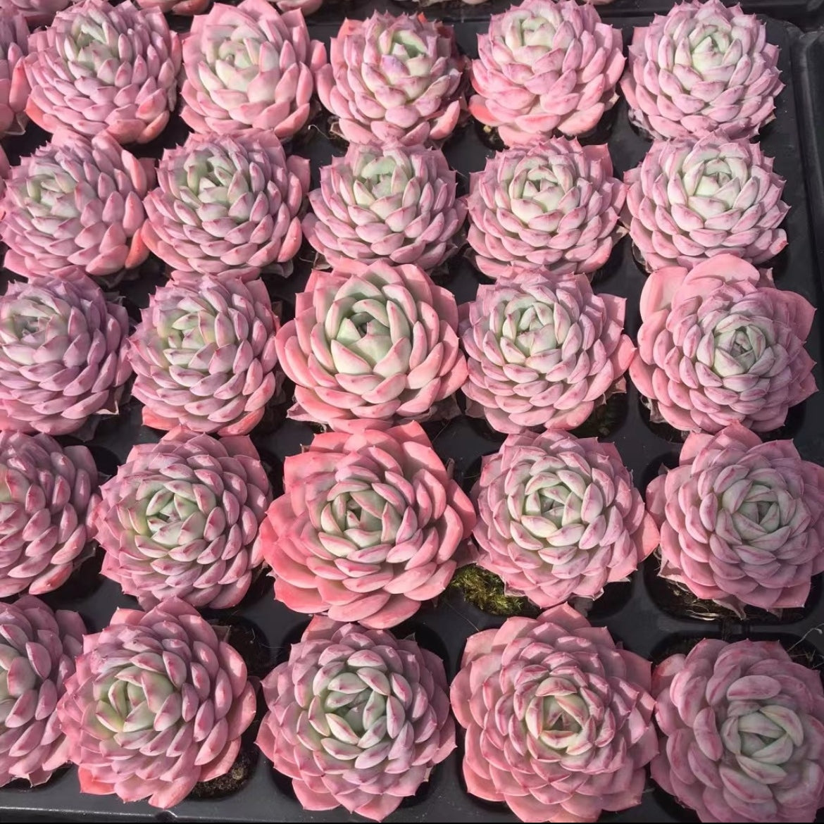 23899 Echeveria Pink Hibiscus (5cm pot size)