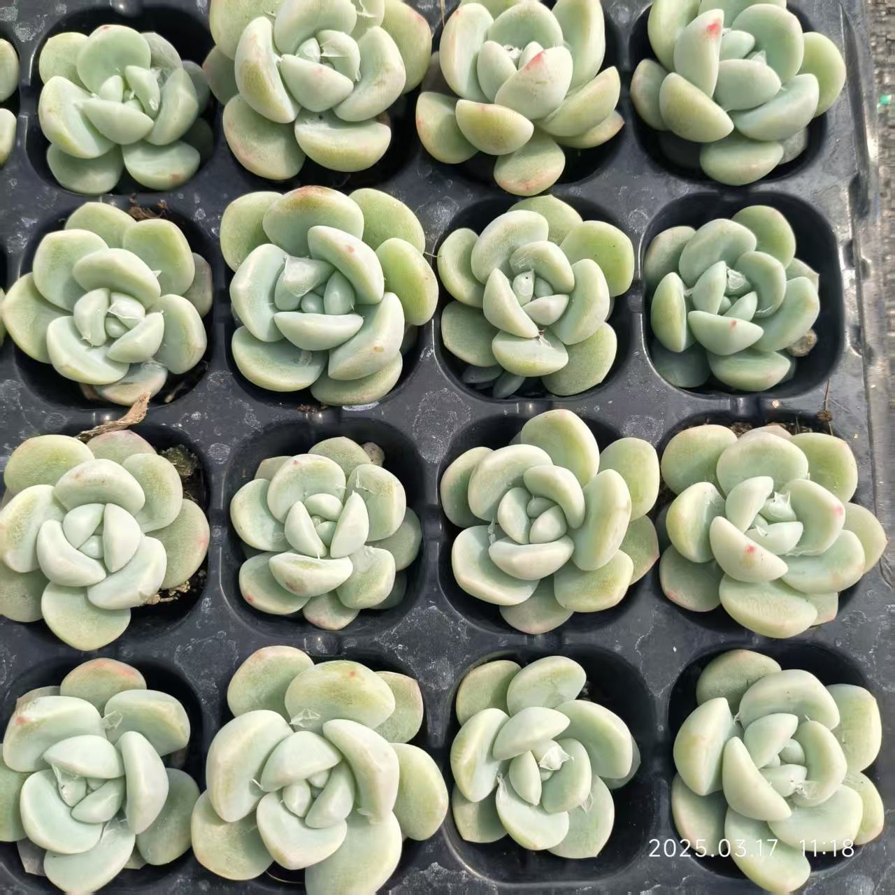 17351 Echeveria Ice Green (3cm pot size)