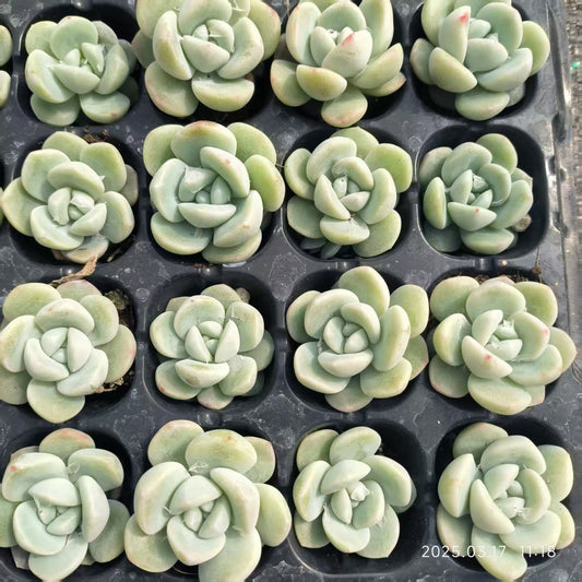 17351 Echeveria Ice Green (3cm pot size)