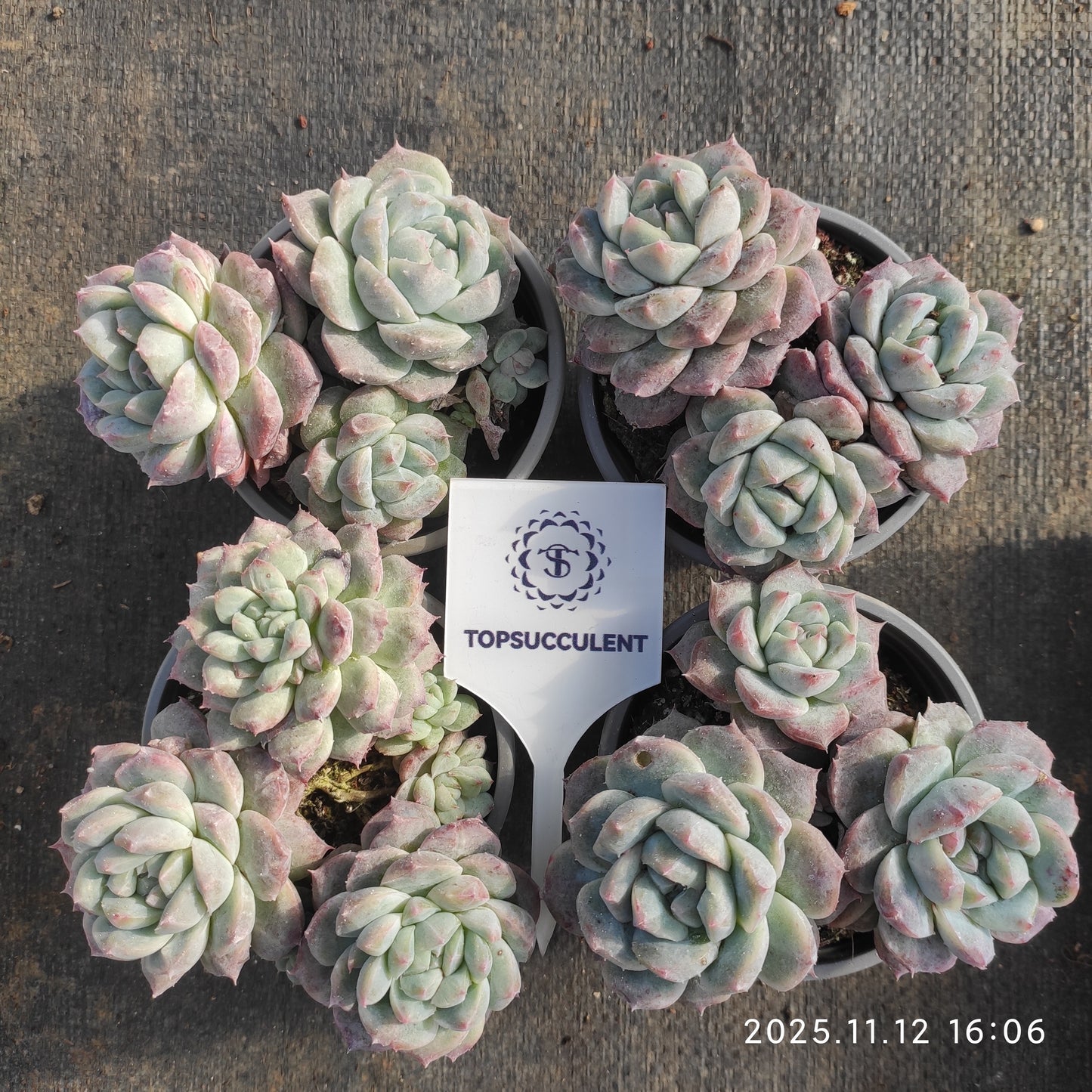 22537 Echeveria Ice Mound (9cm pot size)