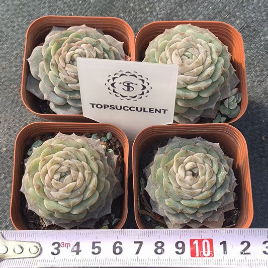 T0382 Echeveria Pure Love (6.5cm pot size)