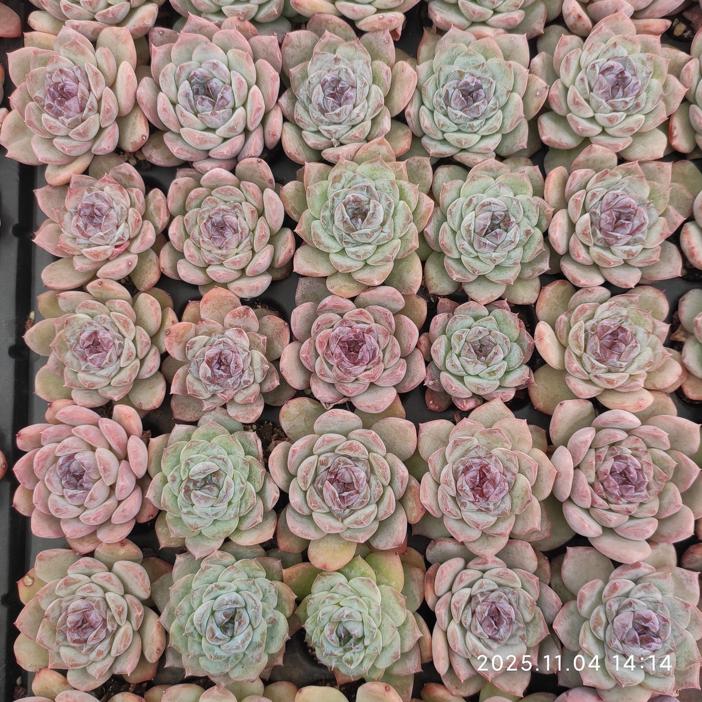 20783 Echeveria Ice (3cm pot size)
