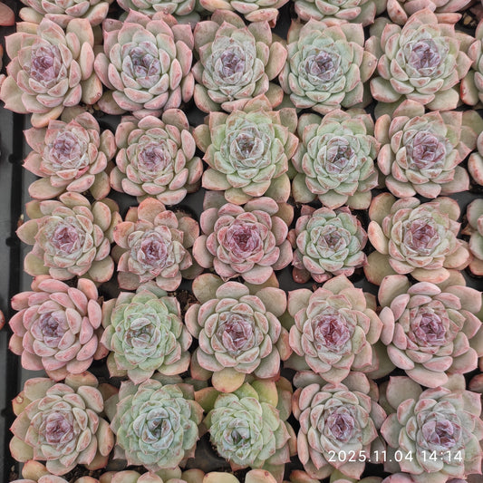 20783 Echeveria Ice (3cm pot size)