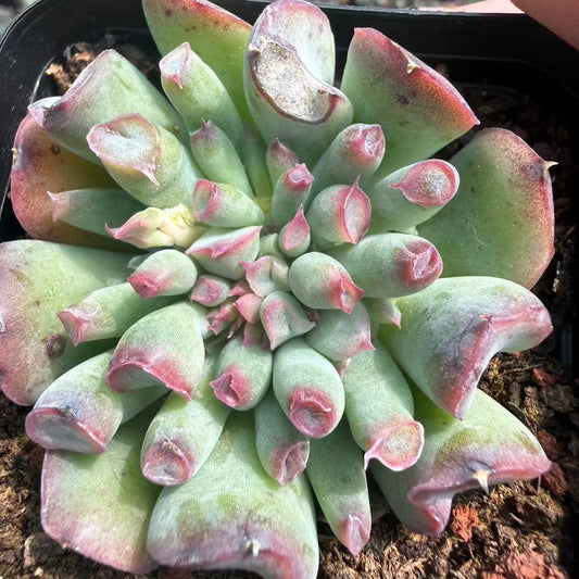 26022 Echeveria Trumpet Special (7cm pot size)