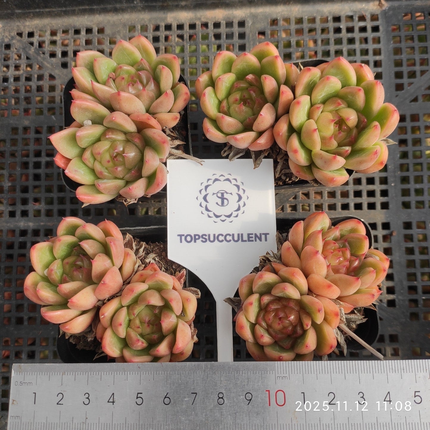22505 Echeveria Bright Jenny (7cm pot size)