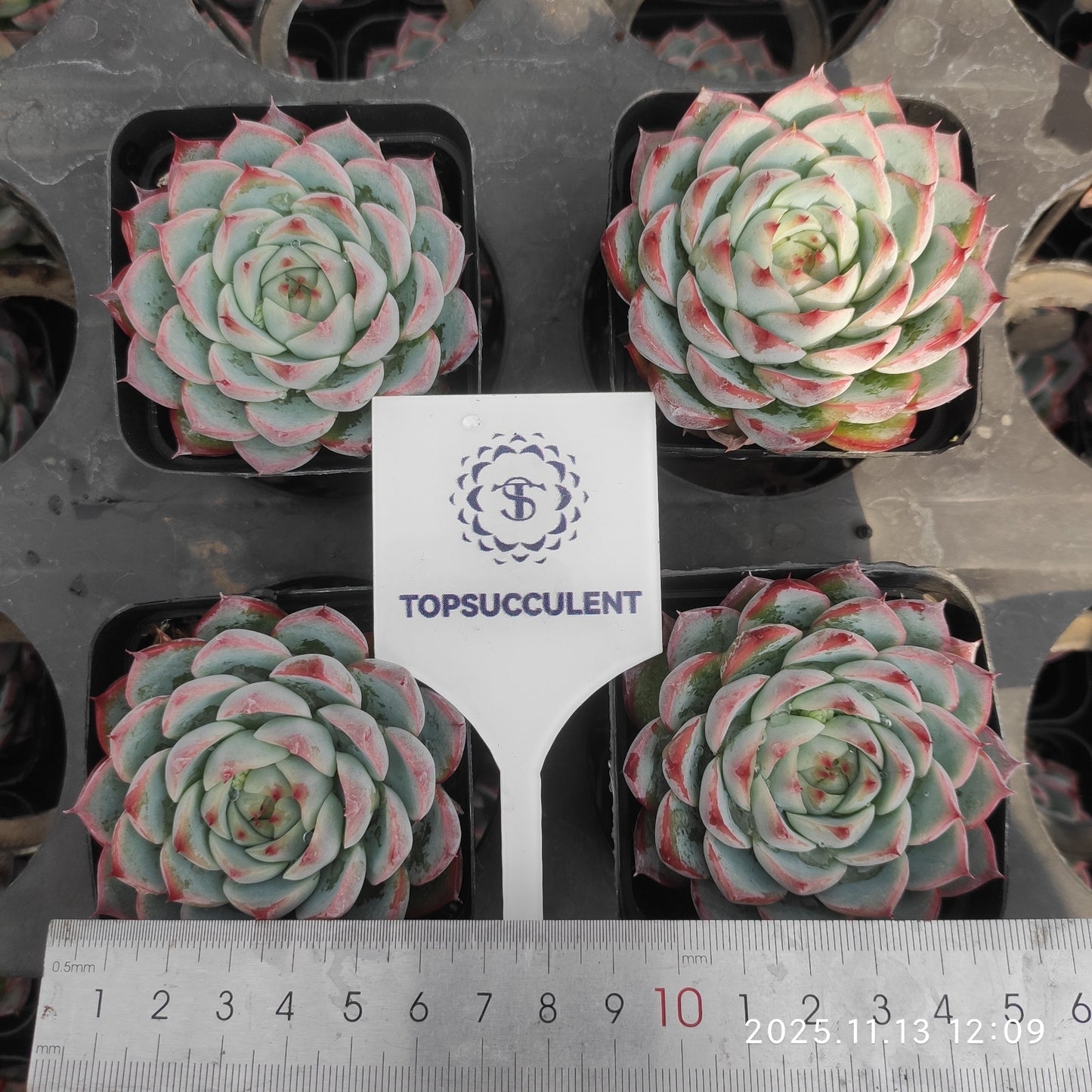 20846 Echeveria Pink Crystal Rose (7cm pot size)