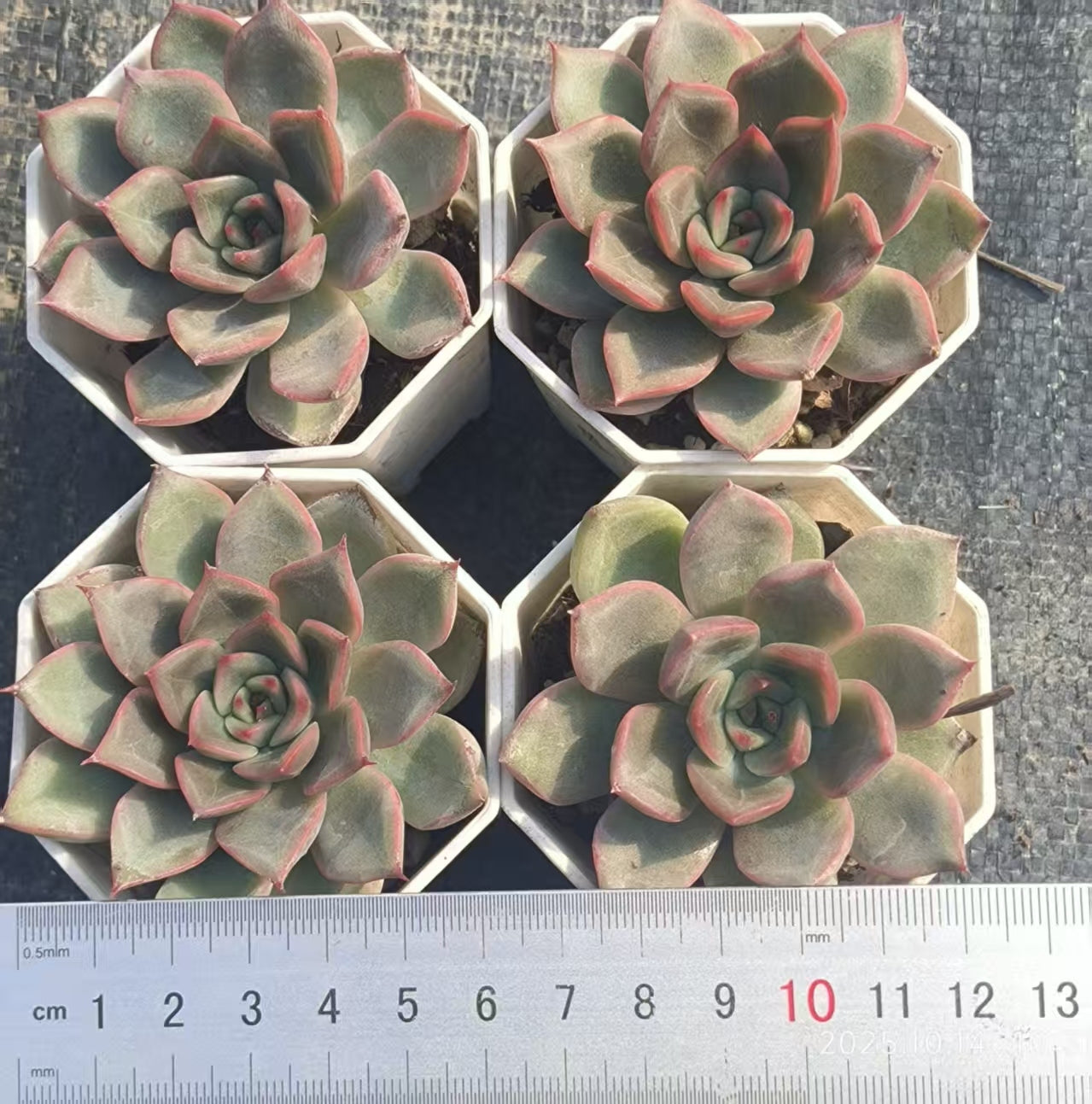 XS617 Echeveria Sweet Princess(6.5cm pot size)
