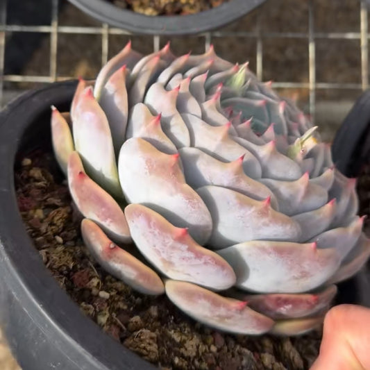 25781 Echeveria Pikachu (18cm pot size)