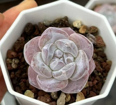 XQ1219 Echeveria Ice Green x Milk Tea