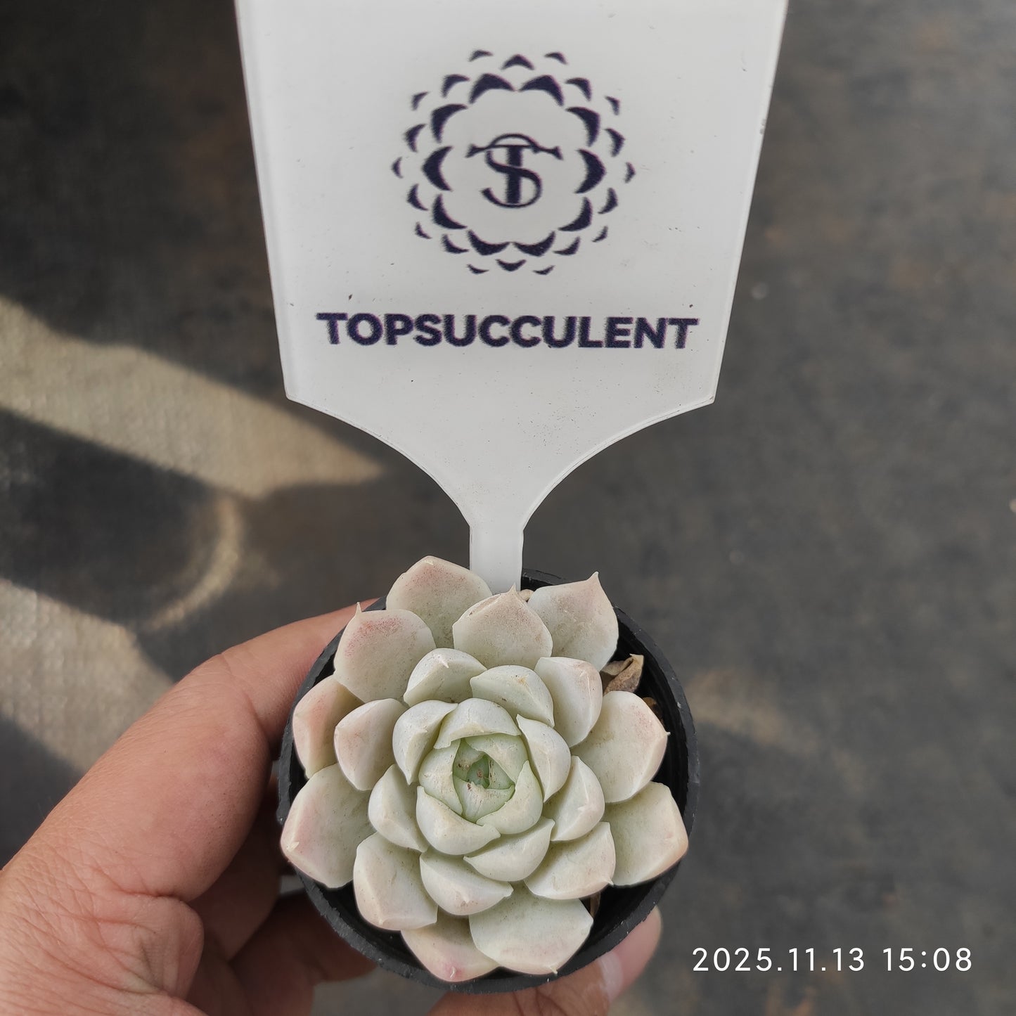 1733 Echeveria Hughmillus (5.5cm pot size)